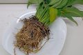 Как спасти спатифиллум: советы по восстановлению корней