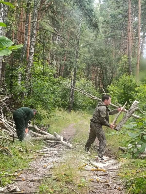 10 000 км минерализованных полос в лесах ЛО в полном порядке 10 000 км минерализованных полос в лесах ЛО в полном порядке