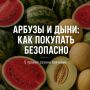 Лакомиться арбузами и дынями нужно безопасно