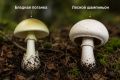 Три человека скончались от отравления бледной поганкой в Липецкой области