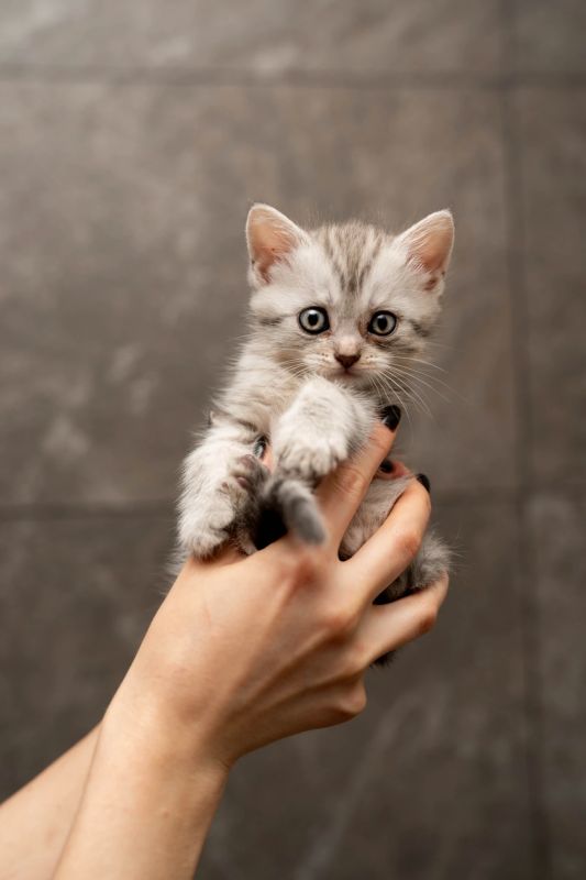 Дом очаровательным котятам со сложной судьбой ищут в Липецкой области Дом очаровательным котятам со сложной судьбой ищут в Липецкой области