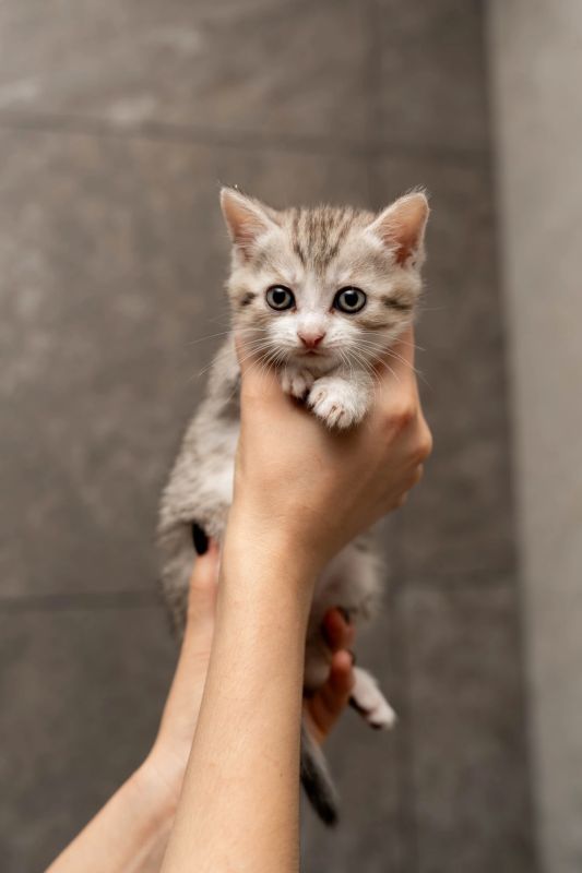 Дом очаровательным котятам со сложной судьбой ищут в Липецкой области Дом очаровательным котятам со сложной судьбой ищут в Липецкой области