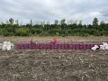 Десятиметровую стену из картофеля сложили в селе Стрелец Долгоруковского округа