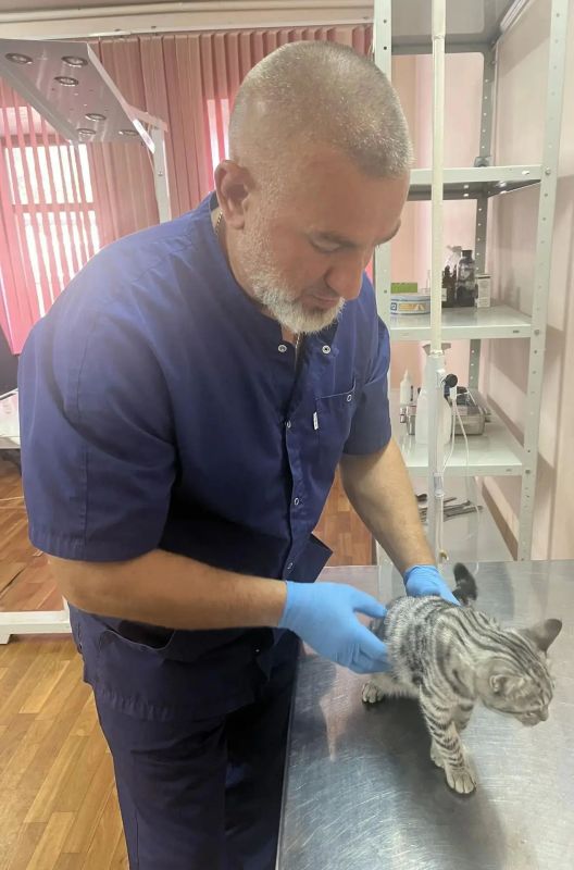 Кошку Мусю из Данкова обезопасили от «женских» болезней в будущем Кошку Мусю из Данкова обезопасили от «женских» болезней в будущем