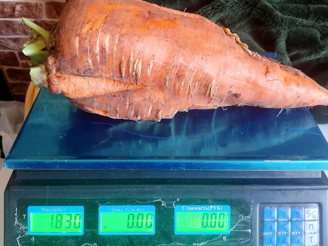 Гигантскую морковь вырастила жительница Становлянского округа Гигантскую морковь вырастила жительница Становлянского округа