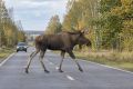 Лось не посмотрит по сторонам
