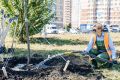 Михаил Щербаков: Сегодня вместе с министром природных ресурсов и экологии Андреем Мартынцом и депутатом городского Совета депутатов Дмитрием Погореловым высадили 50 молодых лип в микрорайоне Елецком