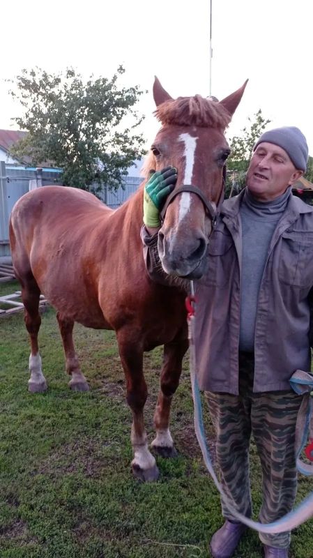 Кобылы Марина и Маруся помогают вывозить урожай Сергею Ноздреватых из Верхнего Ломовца Кобылы Марина и Маруся помогают вывозить урожай Сергею Ноздреватых из Верхнего Ломовца