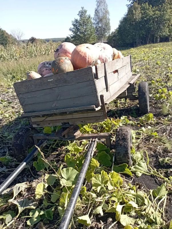 Кобылы Марина и Маруся помогают вывозить урожай Сергею Ноздреватых из Верхнего Ломовца Кобылы Марина и Маруся помогают вывозить урожай Сергею Ноздреватых из Верхнего Ломовца