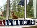 Верный друг рядом: питомцы сопровождают хозяев на выборах