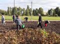 В Грязях продолжают преображать сквер 50-летия Победы