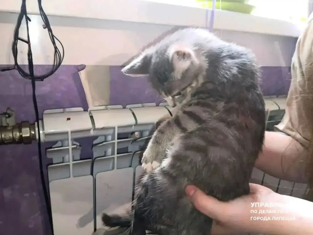 Любопытный котёнок застрял лапой в радиаторе отопления в Липецке