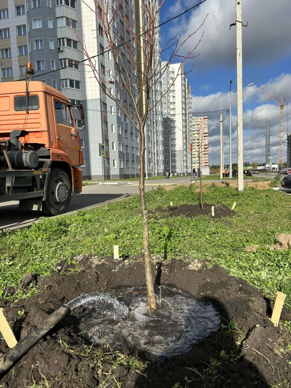 Сотрудники «Зеленхоза» вместе с региональным министерством экологии и бизнесом сегодня высадили 55 молодых лип на улице Василия Саунина в микрорайоне Взлётный Сотрудники «Зеленхоза» вместе с региональным министерством экологии и бизнесом сегодня высадили 55 молодых лип на улице Василия Саунина в микрорайоне Взлётный