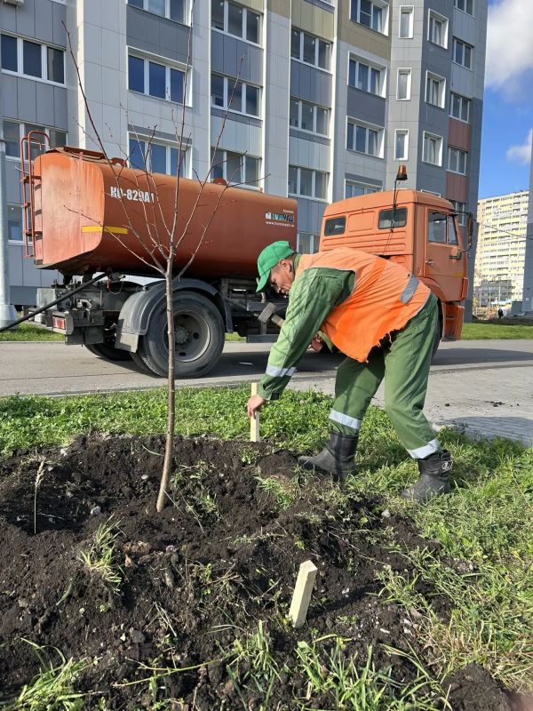 Сотрудники «Зеленхоза» вместе с региональным министерством экологии и бизнесом сегодня высадили 55 молодых лип на улице Василия Саунина в микрорайоне Взлётный Сотрудники «Зеленхоза» вместе с региональным министерством экологии и бизнесом сегодня высадили 55 молодых лип на улице Василия Саунина в микрорайоне Взлётный