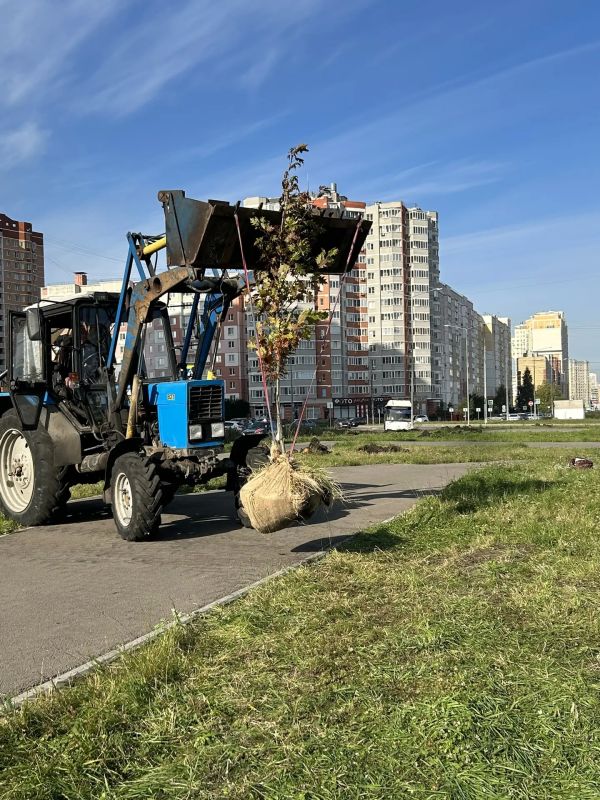 Липецк становится зеленее: в сквере Белана высадили 150 молодых деревьев Липецк становится зеленее: в сквере Белана высадили 150 молодых деревьев