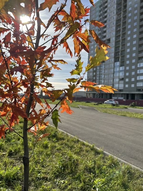 Липецк становится зеленее: в сквере Белана высадили 150 молодых деревьев Липецк становится зеленее: в сквере Белана высадили 150 молодых деревьев