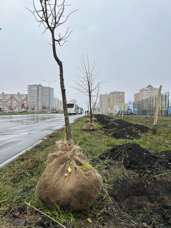 В сквере Белана появилось еще 90 молодых лип В сквере Белана появилось еще 90 молодых лип