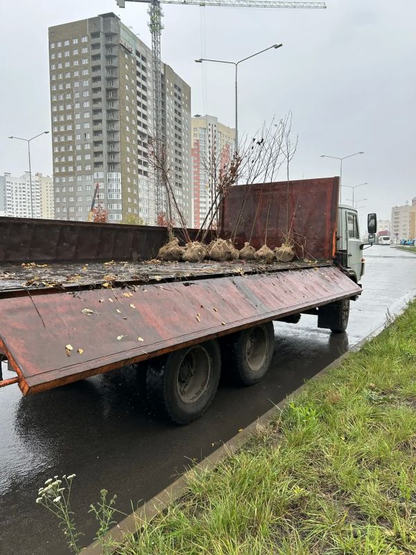 В сквере Белана появилось еще 90 молодых лип В сквере Белана появилось еще 90 молодых лип