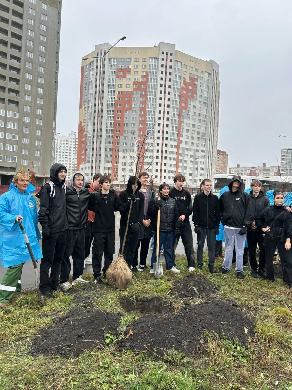 В сквере Белана появилось еще 90 молодых лип