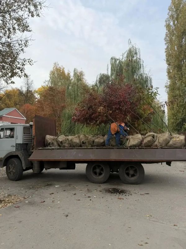 Багряную осень продолжают доставлять на улицы Липецка Багряную осень продолжают доставлять на улицы Липецка