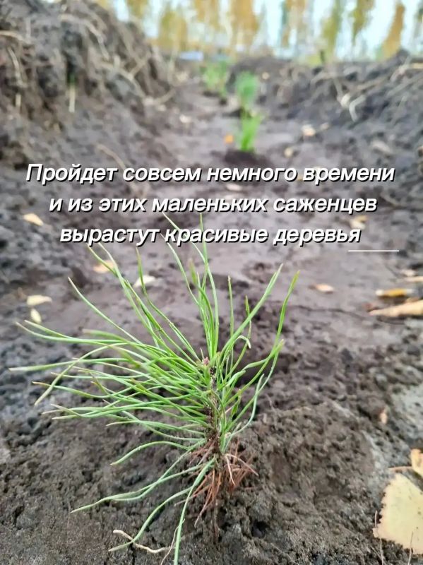 Сотрудники инспекции присоединились к Всероссийской акции «Сохраним лес» Сотрудники инспекции присоединились к Всероссийской акции «Сохраним лес»