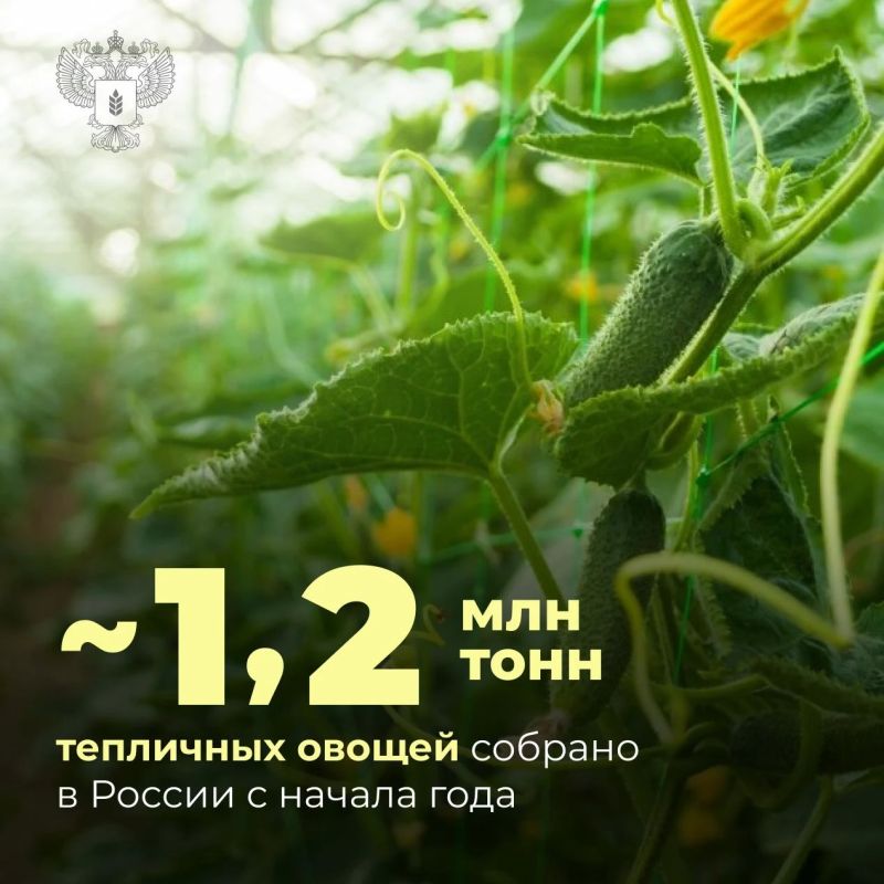 В России растет производство тепличных овощей