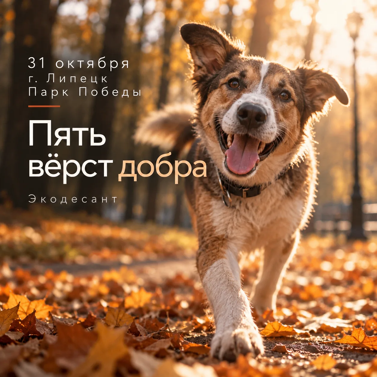 Можно прийти на пробежку, а уйти с четвероногим другом