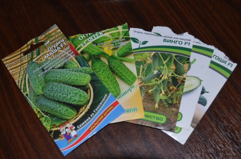 Незабываемые огурцы: самые урожайные сорта для вашего огорода в 2025 году
