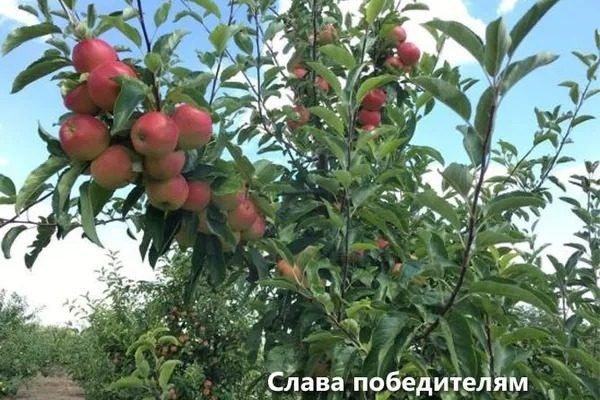 Сорт яблонь