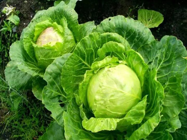 Секреты зимнего посева капусты: как получить вкусный урожай весной
