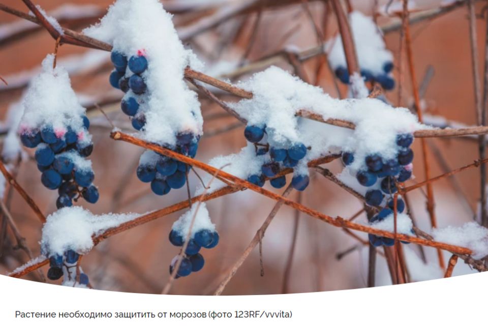 Укрывательство винограда: как не допустить зимних бед в 2025 году