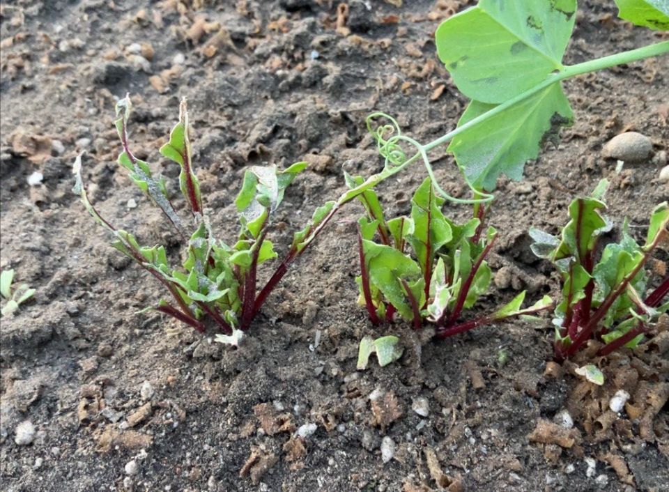 Пять главных врагов свеклы: кто поджидает ваши растения на огороде