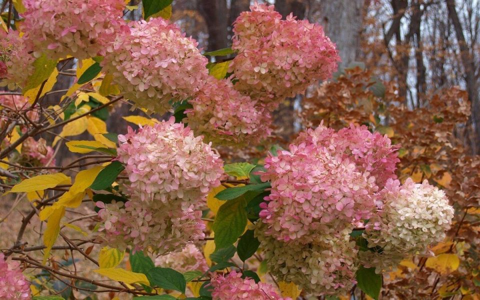 Гортензии в октябре: нежные цветы на пороге зимы