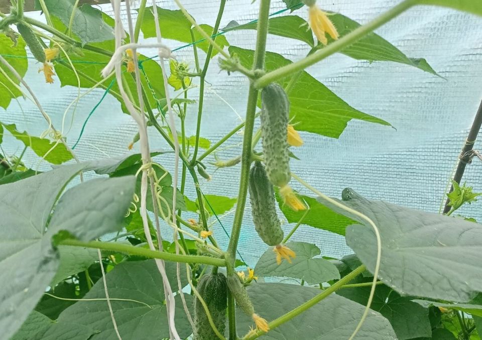 Доступный и эффективный способ борьбы с грибковыми заболеваниями