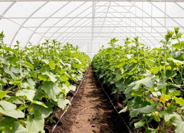 Осенняя перекопка грунта в теплице: секреты для лучшего урожая