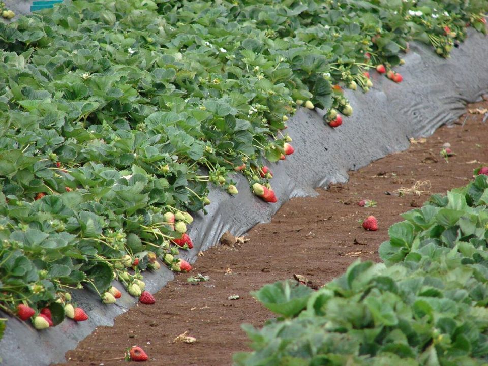 Секреты успешного выращивания клубники: основные правила и советы