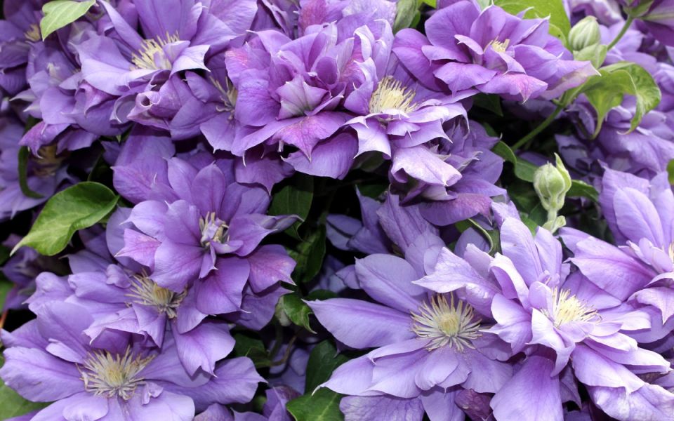 Лианы для вашего сада: долговечные и неприхотливые решения для вертикального озеленения