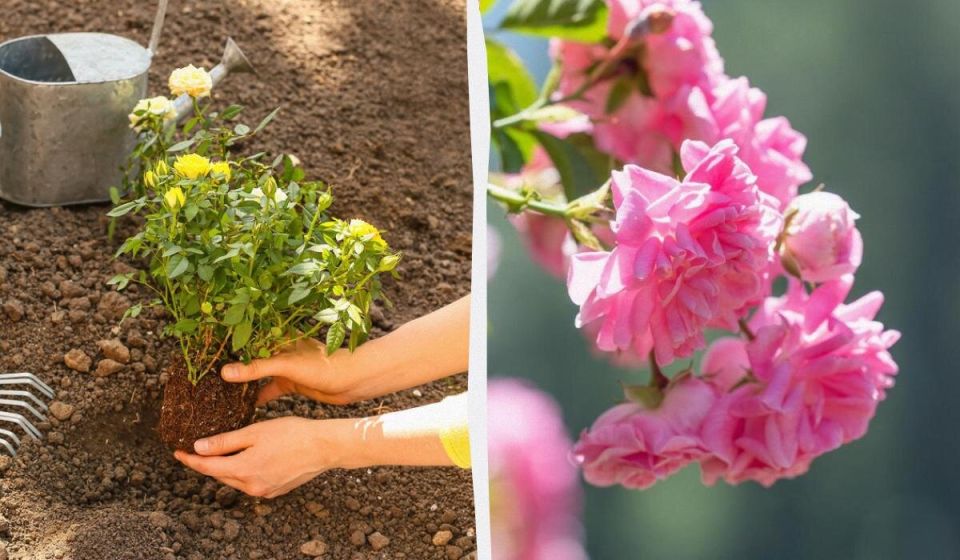 Весенние секреты: как правильно посадить розы для великолепного цветения