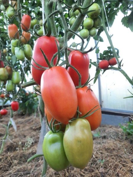 В поисках идеального томата: разгибридизация как ответ на современные вызовы