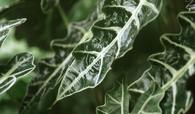 Алоказия: Уход за удивительными листьями с тропиков