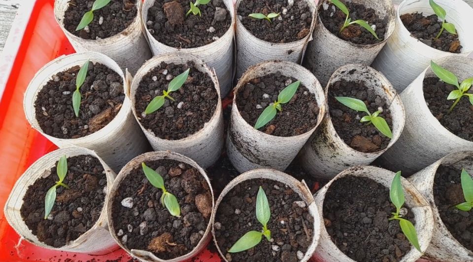 Секреты успешного посева перца: советы для садоводов 2025 года