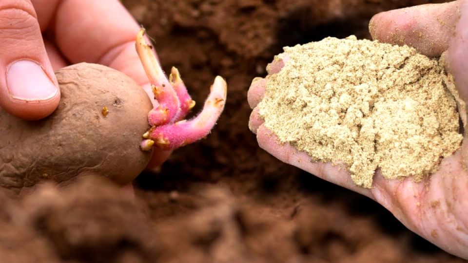 Секретный ингредиент для картошки: как одна горсть изменит ваш урожай