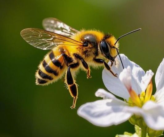 Сад без пчёл: как защитить маленьких помощников от химикатов