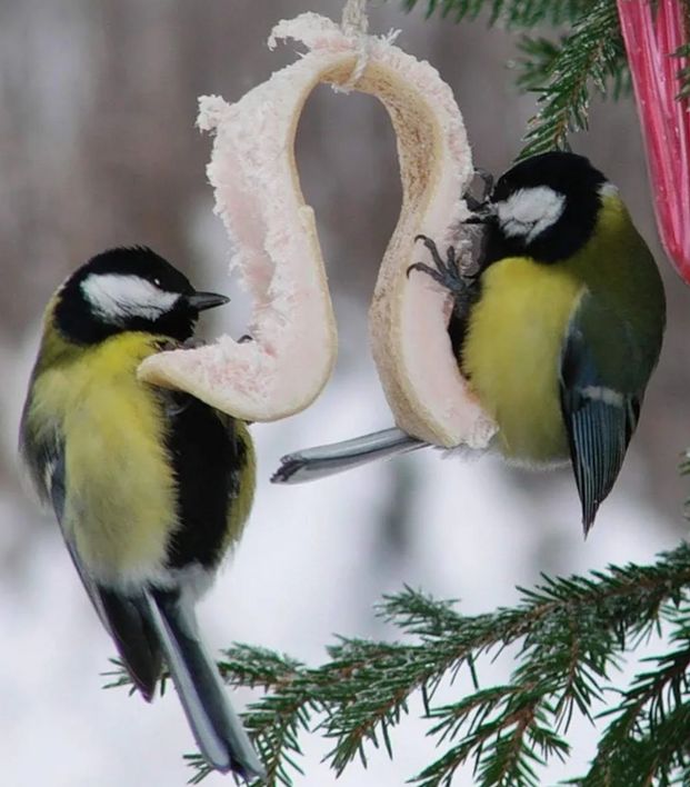 Синицы и сало: мифы и реальность зимнего кормления