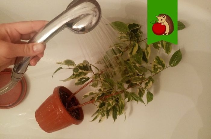 Как сделать фикус Бенджамина шикарным и пышным: 5 простых шагов