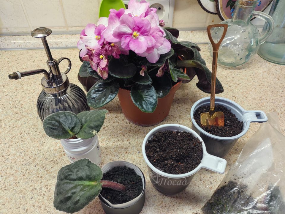 Как ускорить укоренение черенков: проверенный метод в действии