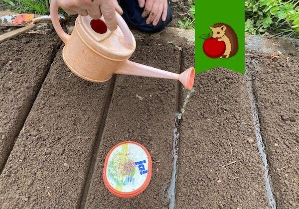 Культуры, которые не стоит сажать в жаркий июль