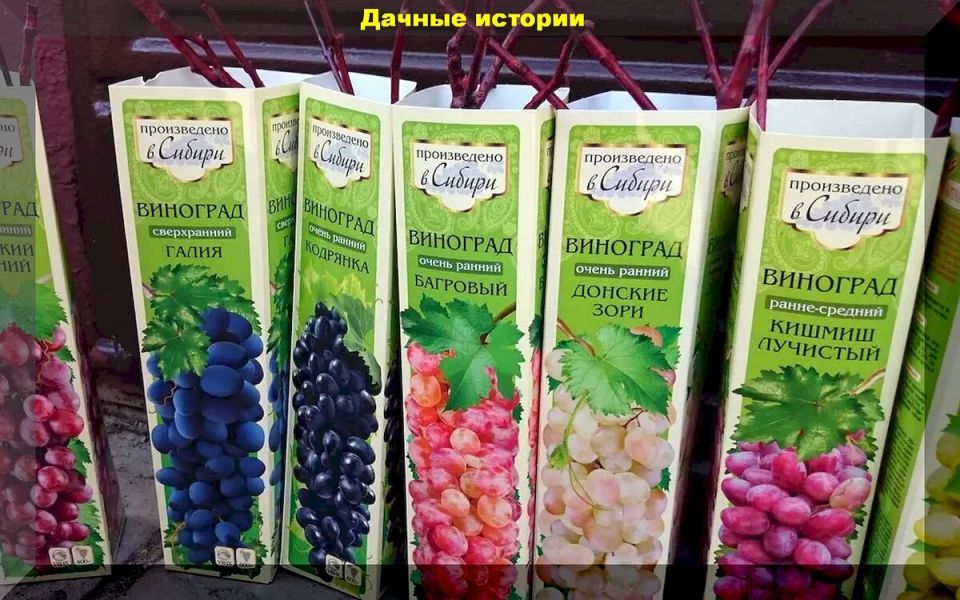 Как правильно выбрать и сохранить саженцы: советы для садоводов