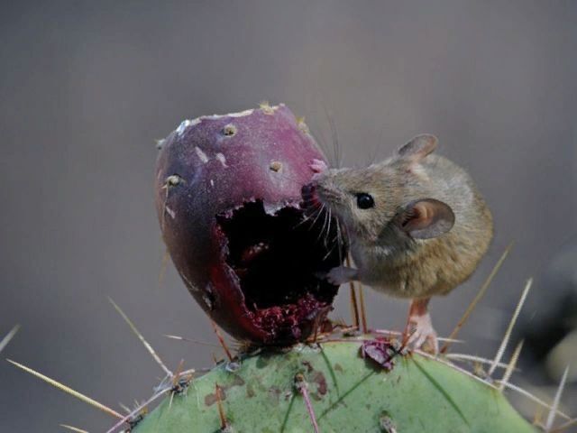 Кактусы на тарелке: откройте для себя удивительный мир съедобных растений