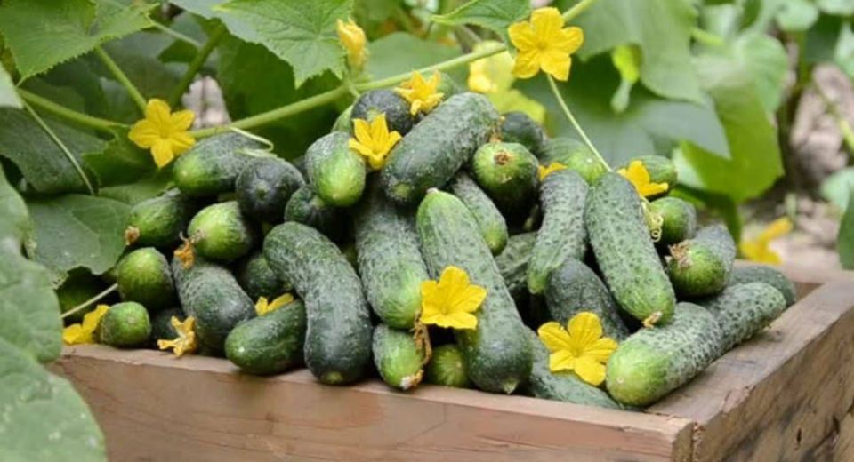 Как вырастить ранние огурцы за 26 дней: проверенные методы без теплицы